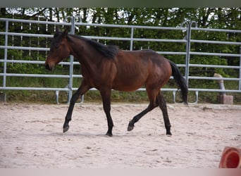 American Quarter Horse, Hengst, 1 Jahr, 147 cm, Brauner