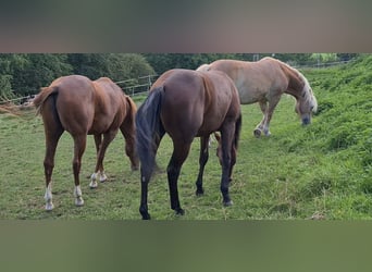 American Quarter Horse, Hengst, 1 Jahr, 147 cm, Brauner