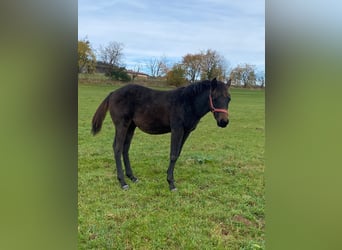 American Quarter Horse, Hengst, 1 Jahr, 147 cm, Dunkelbrauner