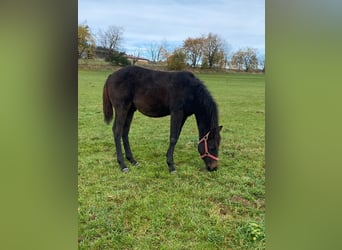 American Quarter Horse, Hengst, 1 Jahr, 147 cm, Dunkelbrauner