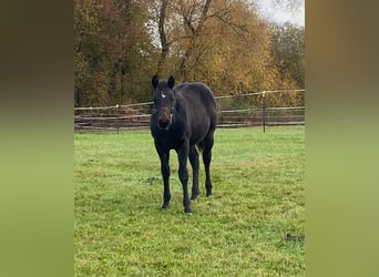 American Quarter Horse, Hengst, 1 Jahr, 147 cm, Dunkelbrauner