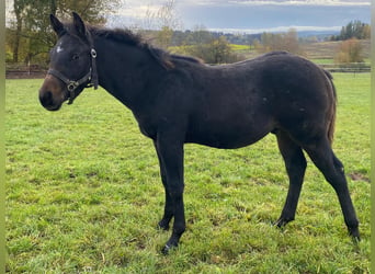 American Quarter Horse, Hengst, 1 Jahr, 147 cm, Dunkelbrauner