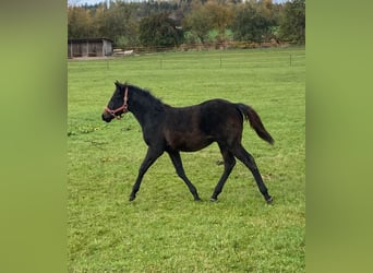 American Quarter Horse, Hengst, 1 Jahr, 147 cm, Dunkelbrauner