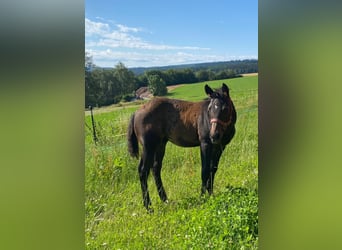 American Quarter Horse, Hengst, 1 Jahr, 147 cm, Dunkelbrauner