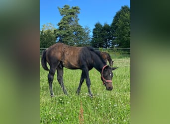 American Quarter Horse, Hengst, 1 Jahr, 147 cm, Dunkelbrauner