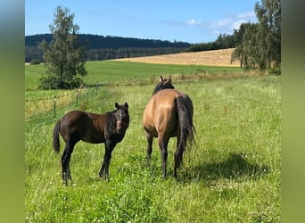 American Quarter Horse, Hengst, 1 Jahr, 147 cm, Dunkelbrauner