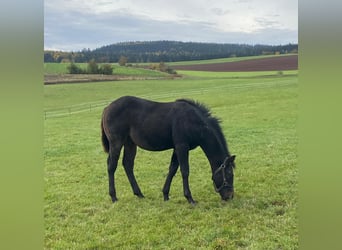 American Quarter Horse, Hengst, 1 Jahr, 147 cm, Dunkelbrauner