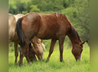 American Quarter Horse, Hengst, 1 Jahr, 148 cm, Brauner