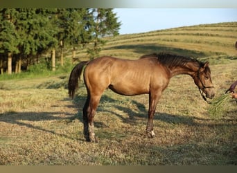American Quarter Horse, Hengst, 1 Jahr, 148 cm, Buckskin