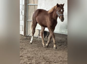 American Quarter Horse Mix, Hengst, 1 Jahr, 148 cm, Fuchs