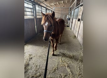 American Quarter Horse Mix, Hengst, 1 Jahr, 148 cm, Fuchs