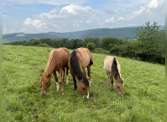 American Quarter Horse, Hengst, 1 Jahr, 148 cm, Fuchs