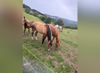 American Quarter Horse, Hengst, 1 Jahr, 148 cm, Fuchs