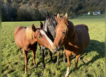 American Quarter Horse, Hengst, 1 Jahr, 148 cm, Fuchs