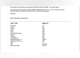 American Quarter Horse, Hengst, 1 Jahr, 148 cm, Palomino