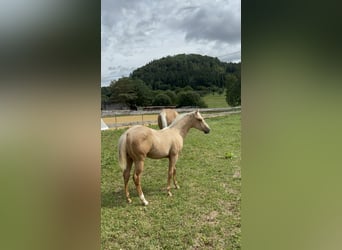 American Quarter Horse, Hengst, 1 Jahr, 148 cm, Palomino