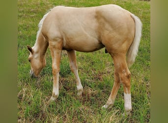 American Quarter Horse, Hengst, 1 Jahr, 148 cm, Palomino