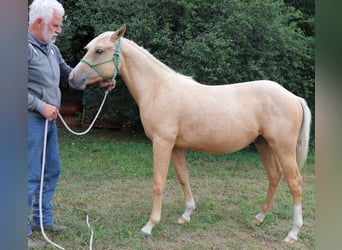American Quarter Horse, Hengst, 1 Jahr, 148 cm, Palomino