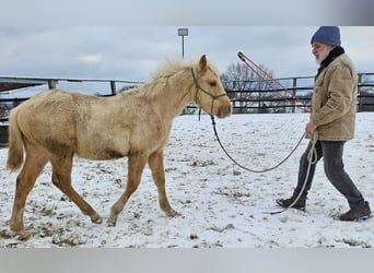 American Quarter Horse, Hengst, 1 Jahr, 148 cm, Palomino