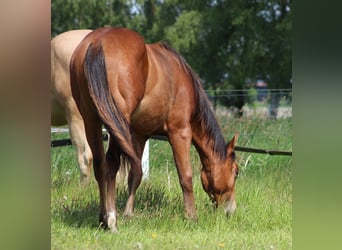 American Quarter Horse, Hengst, 1 Jahr, 149 cm, Brauner