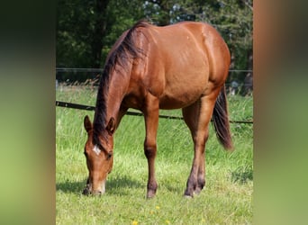 American Quarter Horse, Hengst, 1 Jahr, 149 cm, Brauner