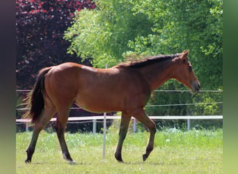 American Quarter Horse, Hengst, 1 Jahr, 149 cm, Brauner