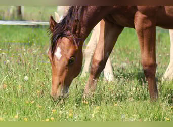 American Quarter Horse, Hengst, 1 Jahr, 149 cm, Brauner