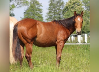 American Quarter Horse, Hengst, 1 Jahr, 149 cm, Brauner