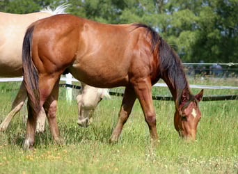 American Quarter Horse, Hengst, 1 Jahr, 149 cm, Brauner