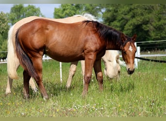 American Quarter Horse, Hengst, 1 Jahr, 149 cm, Brauner
