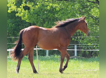 American Quarter Horse, Hengst, 1 Jahr, 149 cm, Brauner