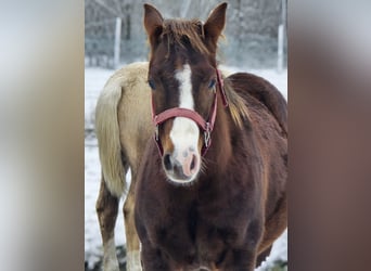 American Quarter Horse, Hengst, 1 Jahr, 150 cm, Brauner