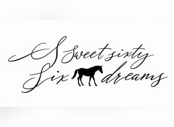 American Quarter Horse, Hengst, 1 Jahr, 150 cm, Brauner