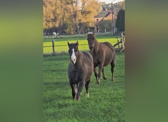 American Quarter Horse, Hengst, 1 Jahr, 150 cm, Brauner