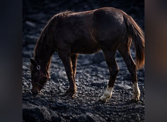 American Quarter Horse, Hengst, 1 Jahr, 150 cm, Brauner