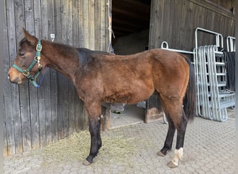 American Quarter Horse, Hengst, 1 Jahr, 150 cm, Brauner