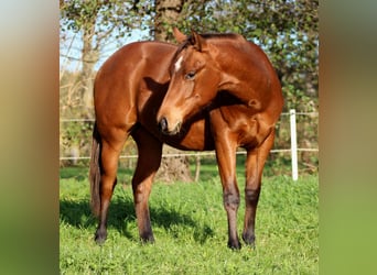 American Quarter Horse, Hengst, 1 Jahr, 150 cm, Brauner