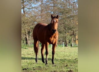 American Quarter Horse, Hengst, 1 Jahr, 150 cm, Brauner