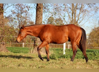 American Quarter Horse, Hengst, 1 Jahr, 150 cm, Brauner