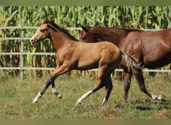 American Quarter Horse, Hengst, 1 Jahr, 150 cm, Brauner