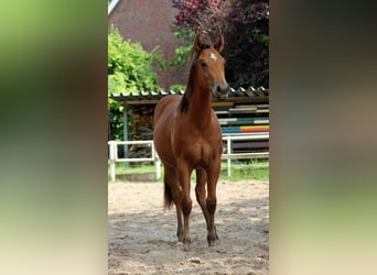 American Quarter Horse, Hengst, 1 Jahr, 150 cm, Brauner