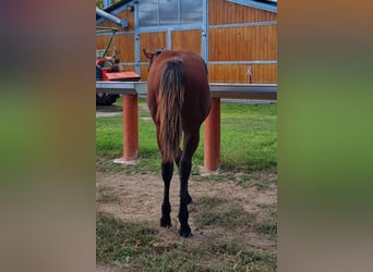 American Quarter Horse, Hengst, 1 Jahr, 150 cm, Brauner