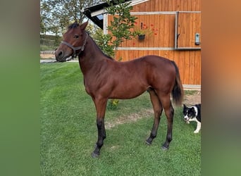 American Quarter Horse, Hengst, 1 Jahr, 150 cm, Brauner