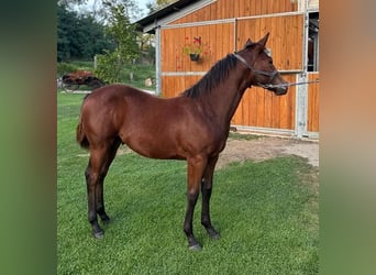 American Quarter Horse, Hengst, 1 Jahr, 150 cm, Brauner