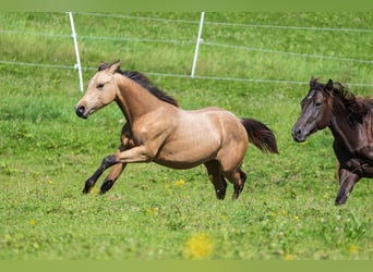 American Quarter Horse, Hengst, 1 Jahr, 150 cm, Buckskin