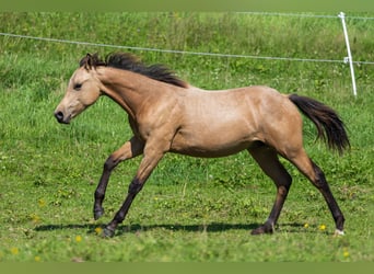 American Quarter Horse, Hengst, 1 Jahr, 150 cm, Buckskin