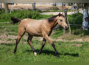 American Quarter Horse, Hengst, 1 Jahr, 150 cm, Buckskin