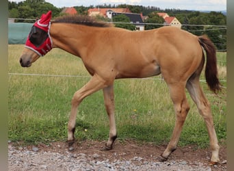 American Quarter Horse, Hengst, 1 Jahr, 150 cm, Buckskin
