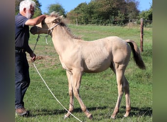 American Quarter Horse, Hengst, 1 Jahr, 150 cm, Champagne