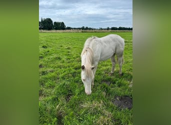 American Quarter Horse, Hengst, 1 Jahr, 150 cm, Cremello